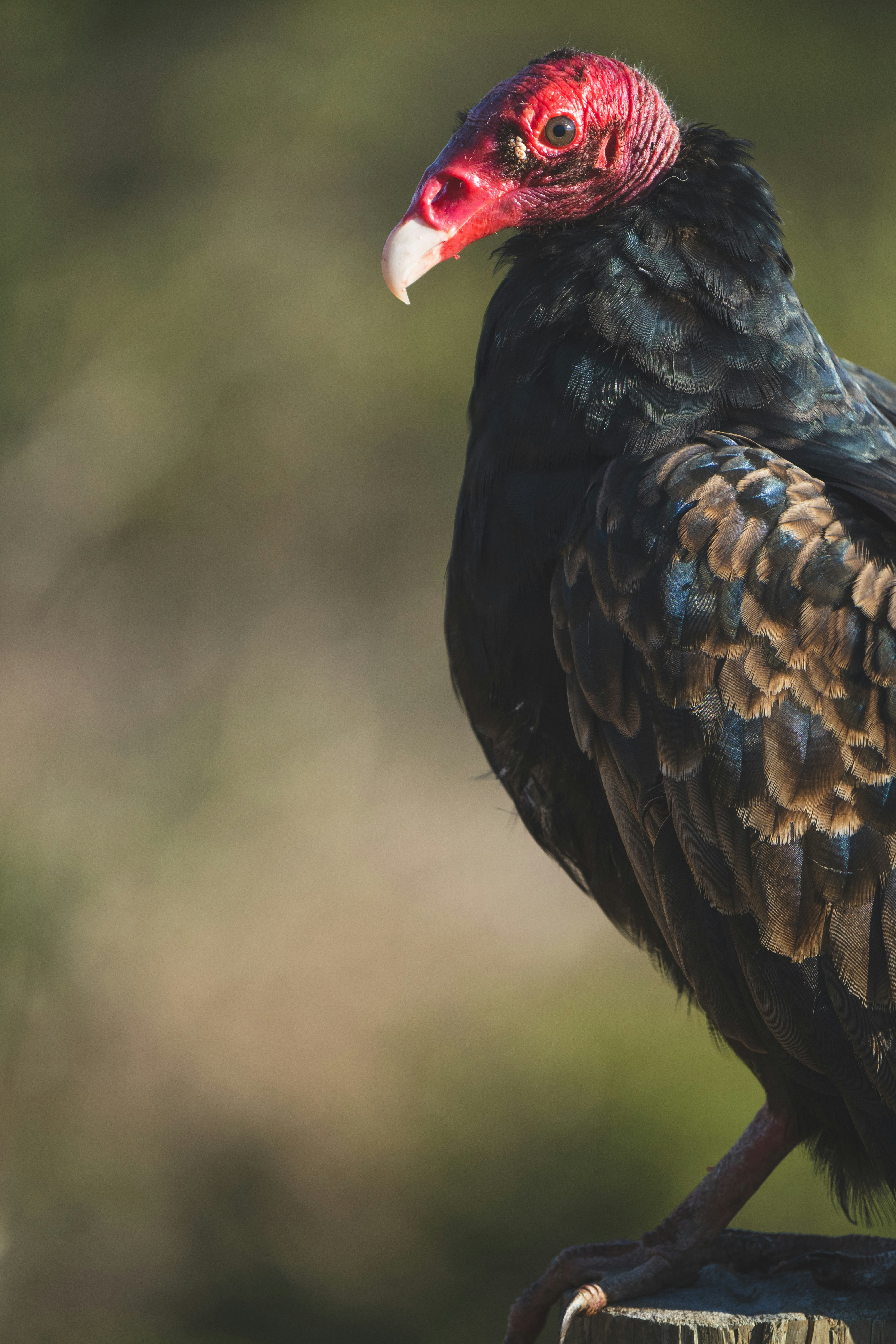 black and brown bird in close up photography